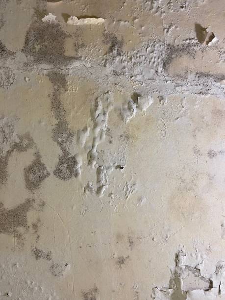 Best Bathroom Mold Remediation in Elon, NC