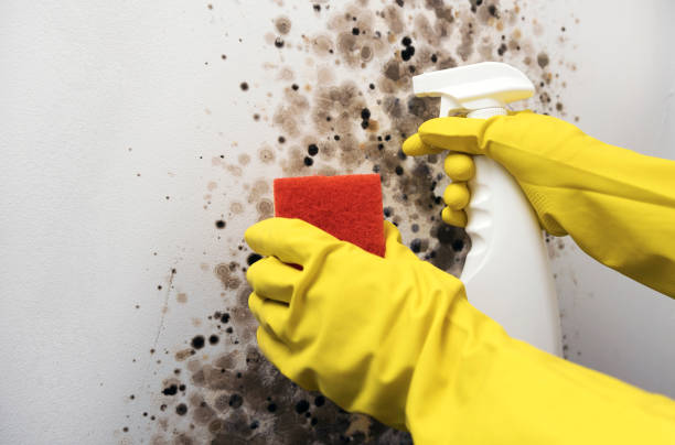 Best White Mold Remediation in Elon, NC