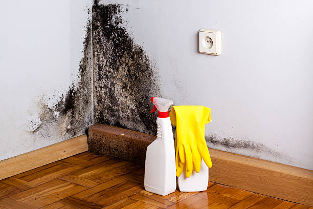Best Industrial Mold Remediation in Elon, NC