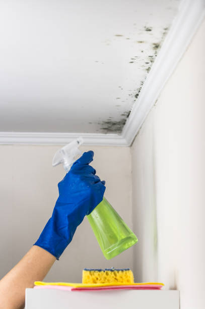 Best Mold Testing and Inspection Services in Elon, NC